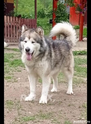 Malamut de alaska pedigree tip A FCI  - imagine 4