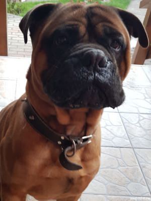 Bullmastiff mascul pentru monta - Timisoara - imagine 5