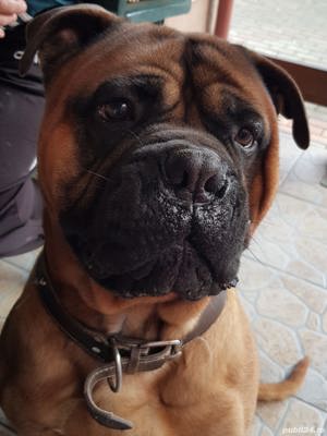 Bullmastiff mascul pentru monta - Timisoara - imagine 3