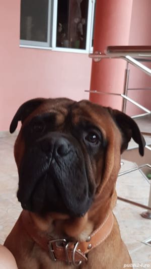 Bullmastiff mascul pentru monta - Timisoara - imagine 4