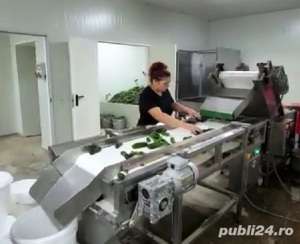 Masina de spalat fructe si legume + masa de sortare