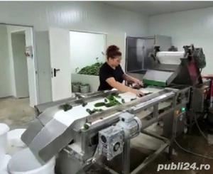 Masina de spalat fructe si legume + masa de sortare - imagine 2