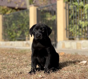 Cel mai potrivit cățel  - imagine 9