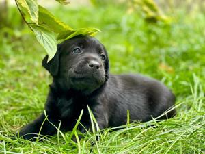 Cel mai potrivit cățel  - imagine 7