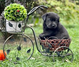 Cel mai potrivit cățel  - imagine 6