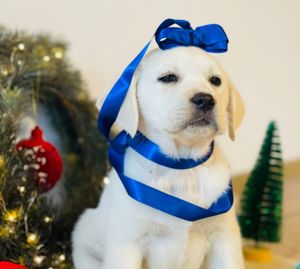 Cel mai potrivit cățel  - imagine 2