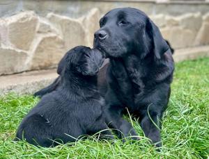 Cel mai potrivit cățel  - imagine 5