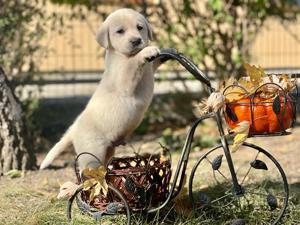 Cel mai potrivit cățel  - imagine 3