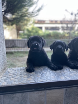 Cel mai potrivit cățel  - imagine 10