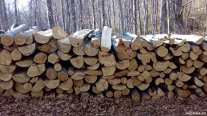 Lemne de fag. Brașov 