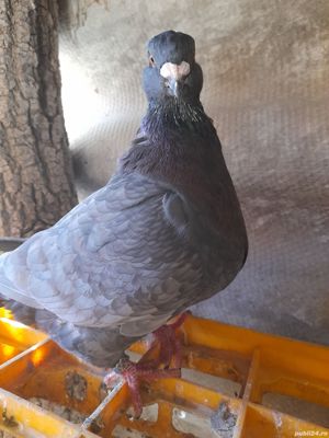 Porumbei voiajori și americani - imagine 8