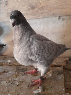 Porumbei voiajori și americani - imagine 4