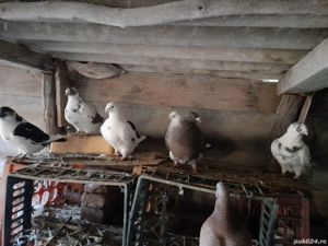 Porumbei voiajori și americani - imagine 7