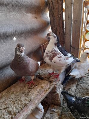 Porumbei voiajori și americani