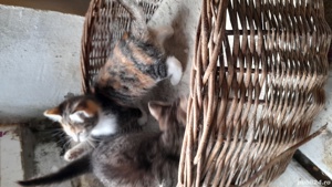 Pui pisica persan si pui metisti toate culorile - imagine 3