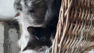 Pui pisica persan si pui metisti toate culorile - imagine 2