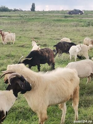 Capre selecționate Zanne și Metis - imagine 2