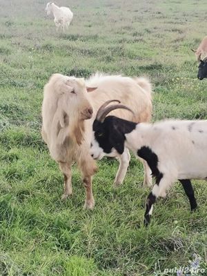 Capre selecționate Zanne și Metis - imagine 3