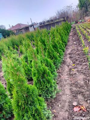 Vind tuia,buxus,trandafiri,platani,tei,mesteacan - imagine 3