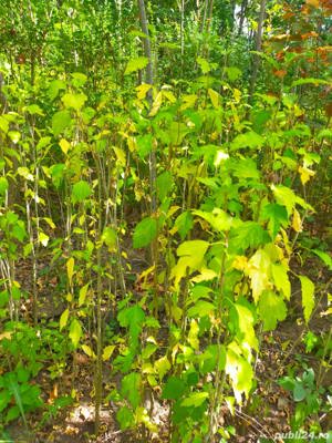 Vind tuia,buxus,trandafiri,platani,tei,mesteacan - imagine 2