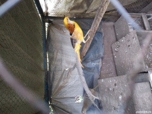 Cinteze -zebre australiene, papagali perusi, fazani aurii și rate....9 caroline si mute ). - imagine 2