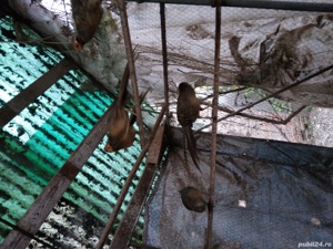 Cinteze -zebre australiene, papagali perusi, fazani aurii și rate....9 caroline si mute ). - imagine 4