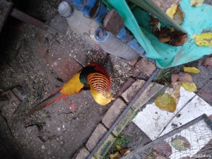 Cinteze -zebre australiene, papagali perusi, fazani aurii și rate....9 caroline si mute ). - imagine 3