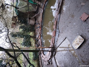 Cinteze -zebre australiene, papagali perusi, fazani aurii și rate....9 caroline si mute ). - imagine 5