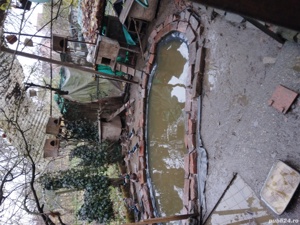 Cinteze -zebre australiene, papagali perusi, fazani aurii și rate....9 caroline si mute ). - imagine 7