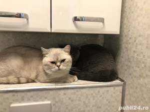 motan british shorthair - imagine 2