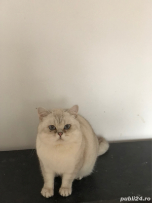 motan british shorthair - imagine 4