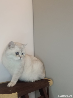 motan british shorthair - imagine 3