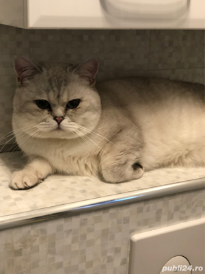 motan british shorthair - imagine 5