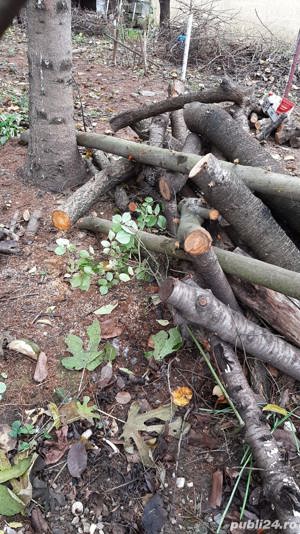 Vand lemn de cires, cais, visin, mar, uscat sau umed,  sub forma de busteni