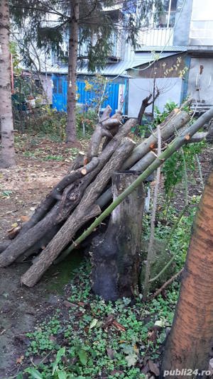 Vand lemn de cires, cais, visin, mar, uscat sau umed,  sub forma de busteni - imagine 3