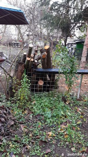 Vand lemn de cires, cais, visin, mar, uscat sau umed,  sub forma de busteni - imagine 4