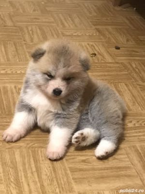 Vand akita inu japonez!! - imagine 6 Vand akita inu japonez!! - imagine 6