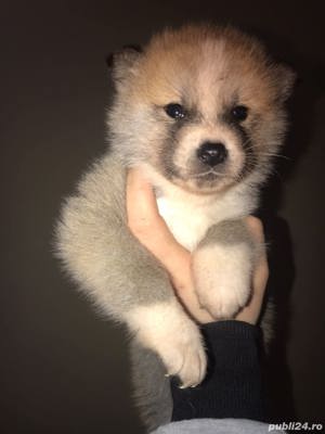 Vand akita inu japonez!! - imagine 7 Vand akita inu japonez!! - imagine 7