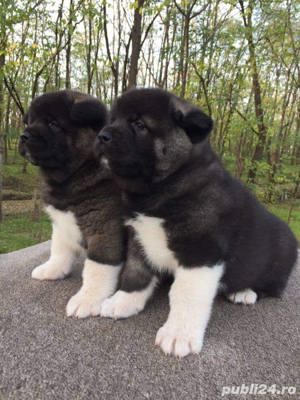 Akita american  - imagine 6 Akita american  - imagine 6