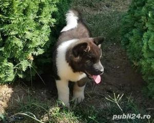 Akita american  - imagine 4 Akita american  - imagine 4