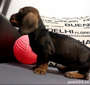 Profita acum teckel tekel techel sârmos  - imagine 2