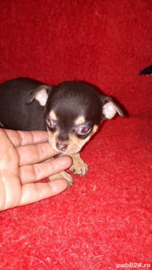 Vand chihuahua!! - imagine 5