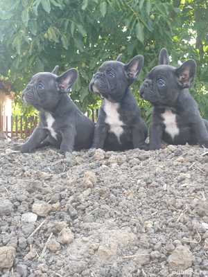 Vand bulldog/buldog francez blue(albastru)gri,femele si masculi!! - imagine 3