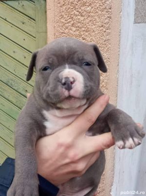 Vand american bully - imagine 9 Vand american bully - imagine 9