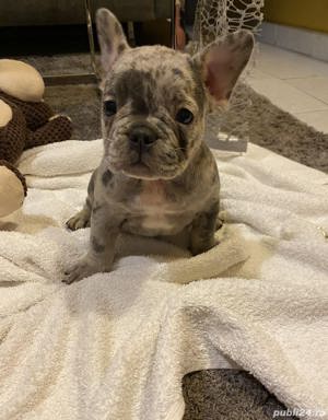 Pui bulldog/buldog francez merle si lilac - imagine 2