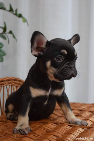 Pui bulldog/buldog francez merle si lilac - imagine 5