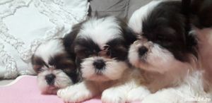 shih tzu shih-tzu - imagine 2 shih tzu shih-tzu - imagine 2