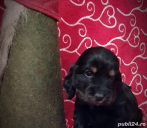 Vand cocker coker  - imagine 2 Vand cocker coker  - imagine 2