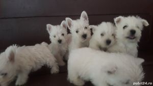 Vand westie