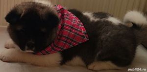 Pui akita american  - imagine 7